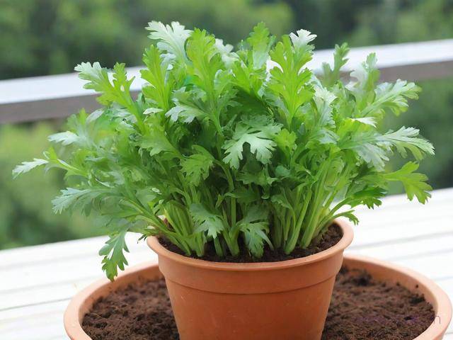 茼蒿菜怎么种,茼蒿菜怎么种法