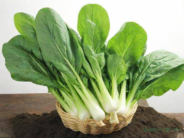 浇菜的酵素怎么做,酵素浇菜怎么配比