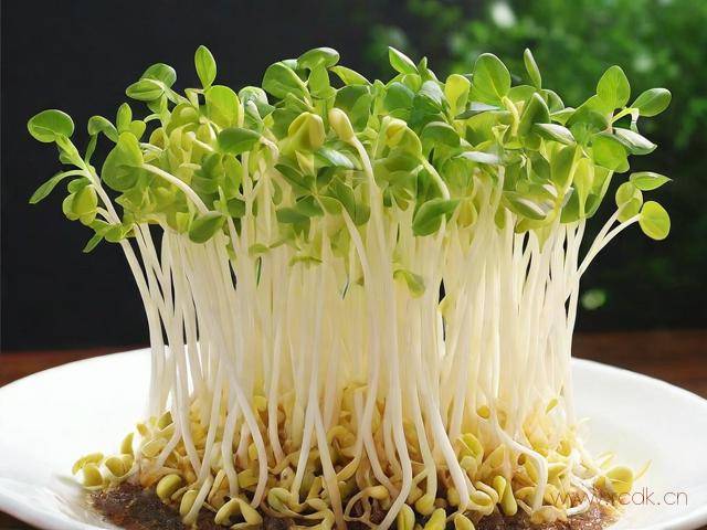 怎么种出好吃的豆芽菜,怎么种,豆芽