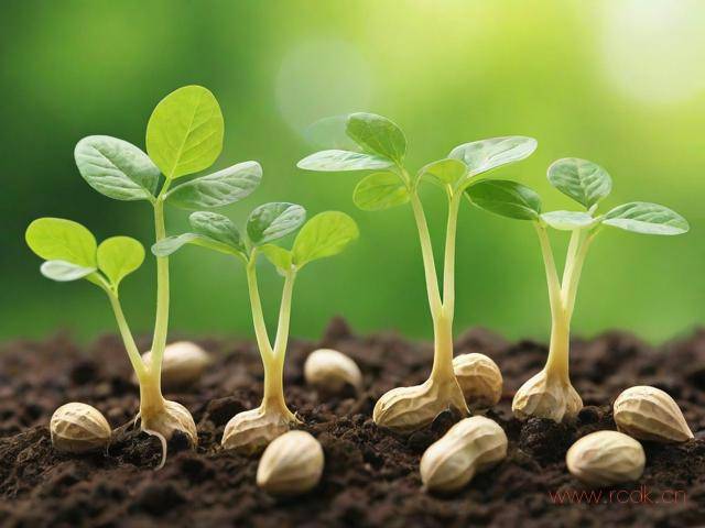花生豆芽菜怎么发芽,花生豆芽菜怎么发芽图片