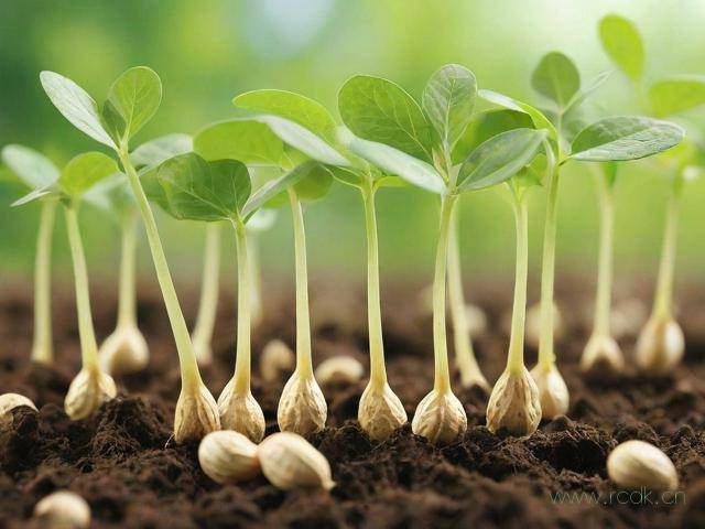 花生豆芽菜怎么发芽,花生豆芽菜怎么发芽图片