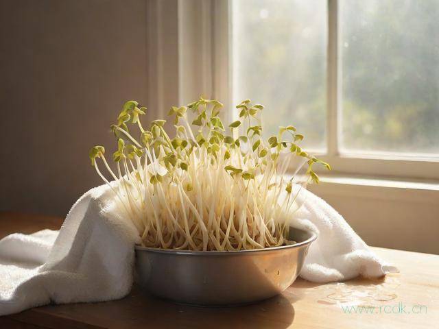 怎么种植豆芽菜,种豆芽菜的正确方法