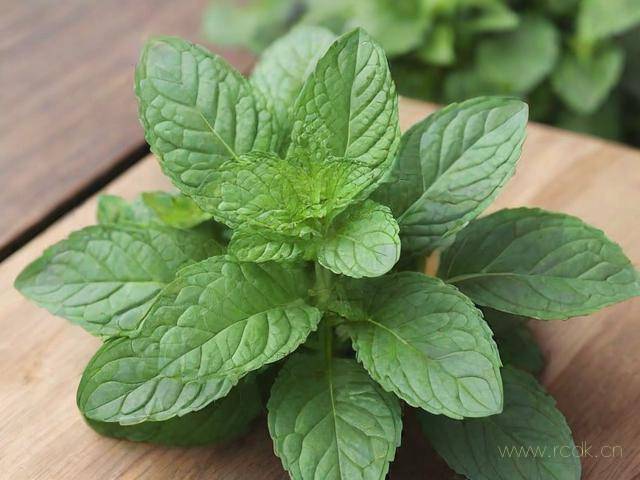 扎扎菜怎么吃有什么作用,扎扎菜学名叫什么