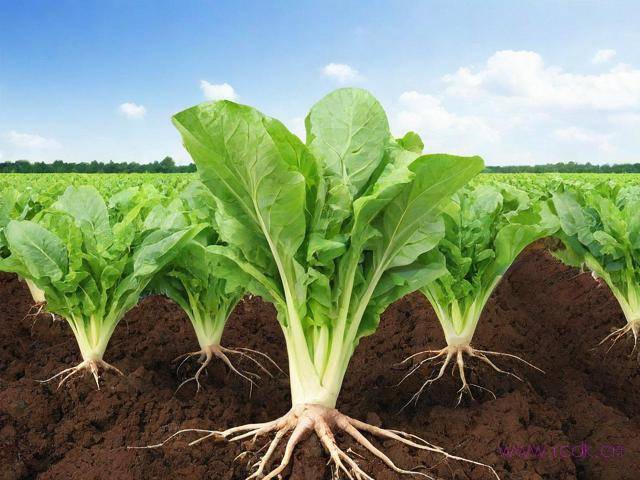 蔬菜烂根病怎么治疗,蔬菜烂根的一些解决方法