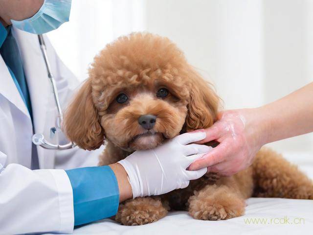 泰迪狗皮肤病怎么治疗,泰迪狗皮肤病怎么治疗图片