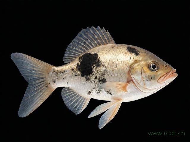 鱼打印病怎么办,鱼打印病怎么治