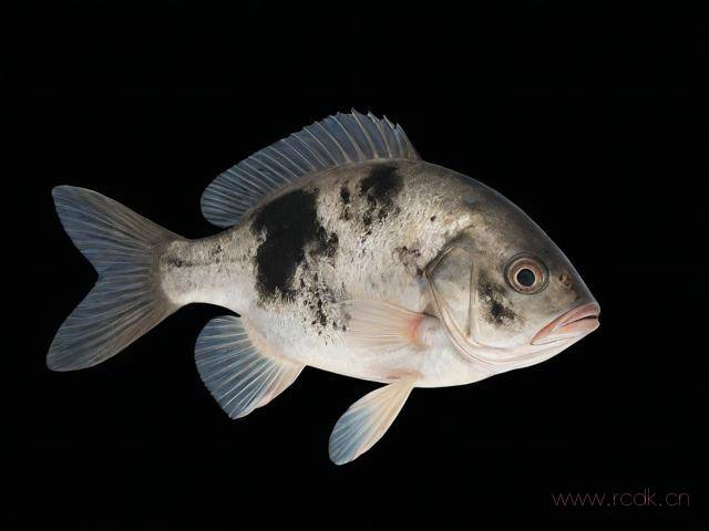 鱼打印病怎么办,鱼打印病怎么治