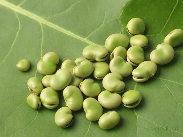 蚕豆病怎么引起的,蚕豆病怎么形成的