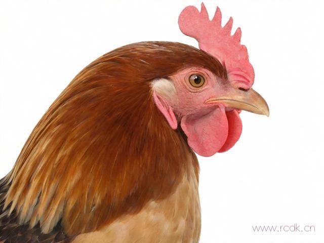 鸡呼吸道病怎么治愈,鸡呼吸道病怎么治愈的