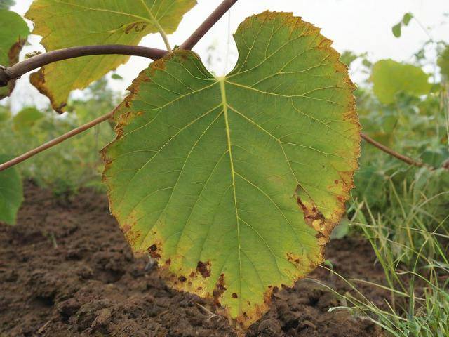 猕猴桃叶枯病怎么治疗,猕猴桃叶子枯萎