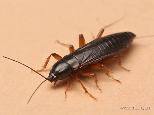 蛲虫病是怎么彻底根治,蛲虫病简单的治疗方法