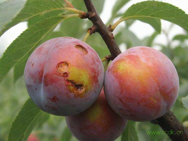 李子穿孔病怎么治疗,李子穿孔病与红点病的区别图片