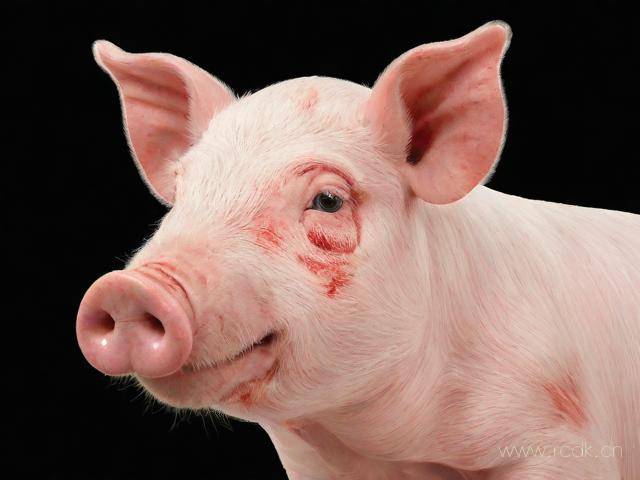 猪红皮病怎么治疗,猪红皮病怎么治疗最好