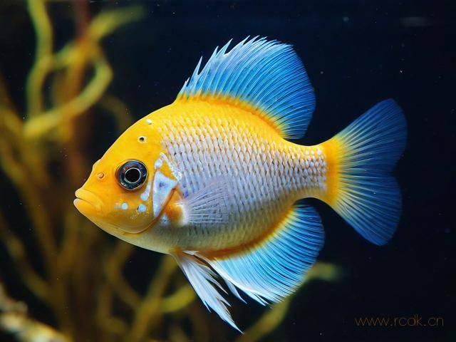 鹦鹉鱼上白点病怎么治,鹦鹉鱼白点病怎么治疗比较快