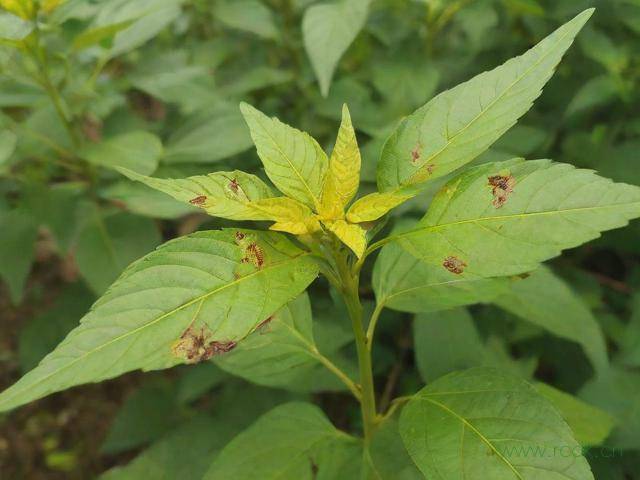 小米辣黄叶病怎么治,小米辣叶子枯萎打哪种药