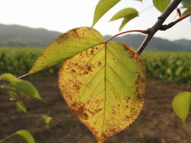 大樱桃褐斑病怎么治,樱桃褐斑病图片