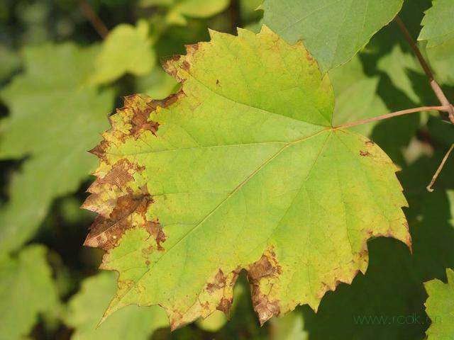 叶枯病怎么治疗方法,叶枯病用什么药治