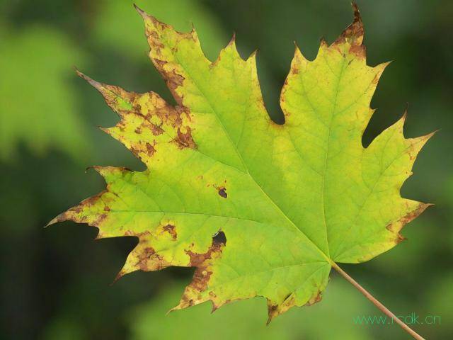 叶枯病怎么治疗方法,叶枯病用什么药治